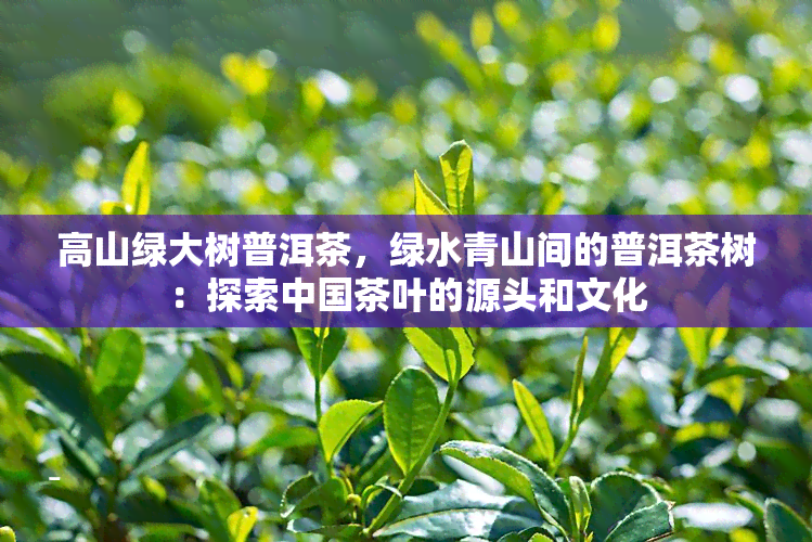 高山绿大树普洱茶，绿水青山间的普洱茶树：探索中国茶叶的源头和文化