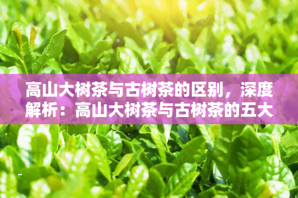 高山大树茶与古树茶的区别，深度解析：高山大树茶与古树茶的五大区别