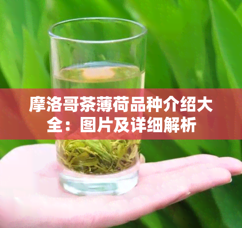 摩洛哥茶薄荷品种介绍大全：图片及详细解析