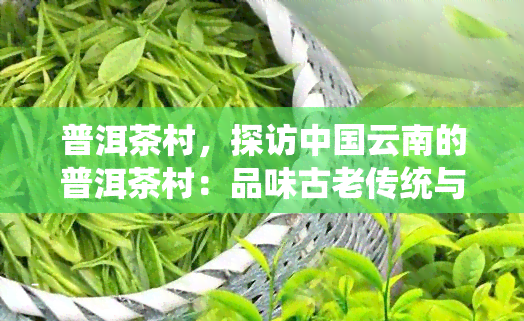 普洱茶村，探访中国云南的普洱茶村：品味古老传统与现代生活的交融