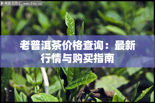 老普洱茶价格查询：最新行情与购买指南