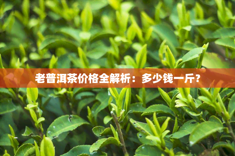 老普洱茶价格全解析：多少钱一斤？