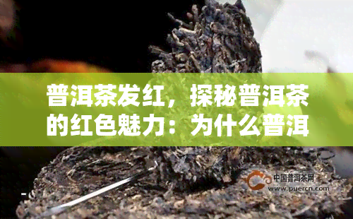 普洱茶发红，探秘普洱茶的红色魅力：为什么普洱茶会变红？