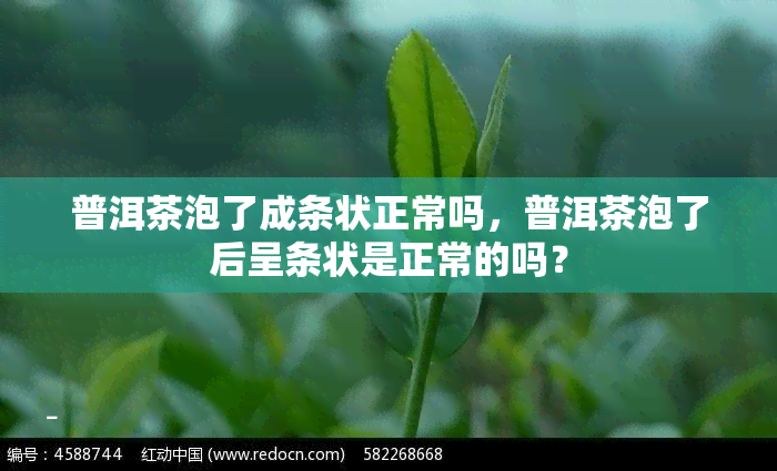 普洱茶泡了成条状正常吗，普洱茶泡了后呈条状是正常的吗？