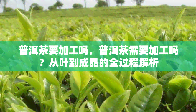 普洱茶要加工吗，普洱茶需要加工吗？从叶到成品的全过程解析