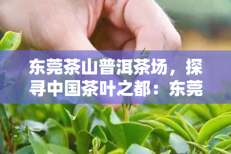 东莞茶山普洱茶场，探寻中国茶叶之都：东莞茶山普洱茶场的魅力