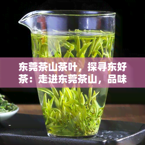 东莞茶山茶叶，探寻东好茶：走进东莞茶山，品味地道茶叶的魅力