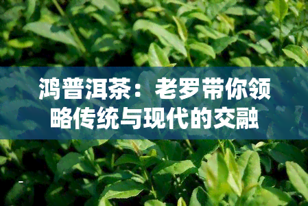 鸿普洱茶：老罗带你领略传统与现代的交融