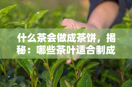 什么茶会做成茶饼，揭秘：哪些茶叶适合制成茶饼？