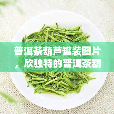 普洱茶葫芦罐装图片，欣独特的普洱茶葫芦罐装图片，品味传统与现代的交融