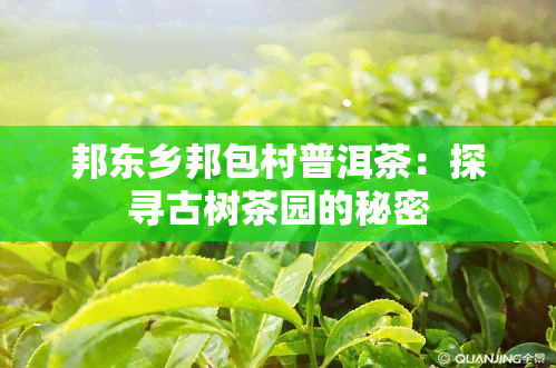 邦东乡邦包村普洱茶：探寻古树茶园的秘密