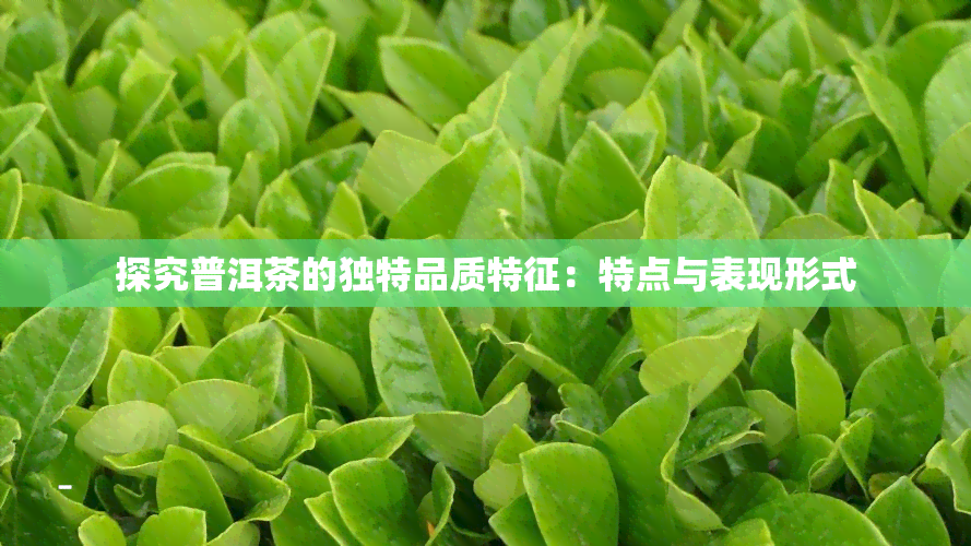 探究普洱茶的独特品质特征：特点与表现形式