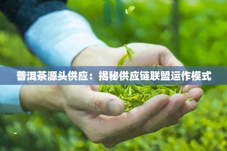 普洱茶源头供应：揭秘供应链联盟运作模式