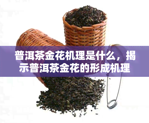 普洱茶金花机理是什么，揭示普洱茶金花的形成机理