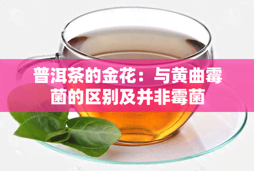 普洱茶的金花：与黄曲霉菌的区别及并非霉菌