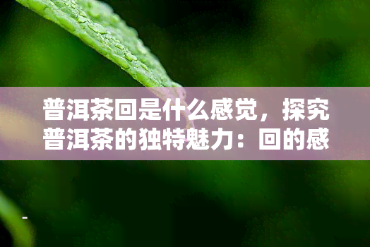 普洱茶回是什么感觉，探究普洱茶的独特魅力：回的感觉是什么？