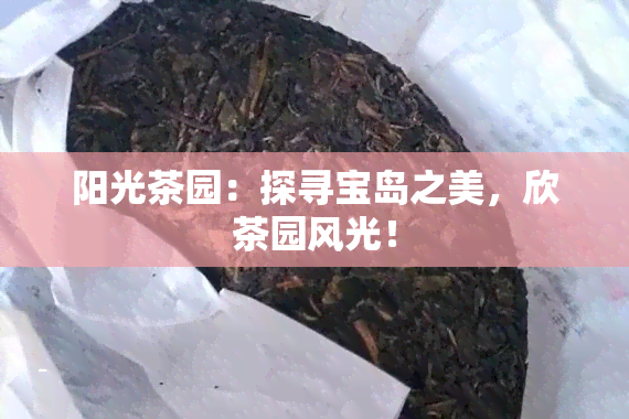 阳光茶园：探寻宝岛之美，欣茶园风光！