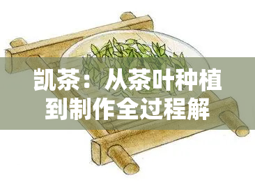 凯茶：从茶叶种植到制作全过程解析