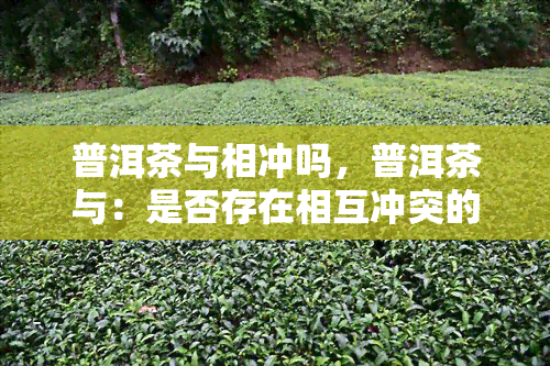 普洱茶与相冲吗，普洱茶与：是否存在相互冲突的风险？