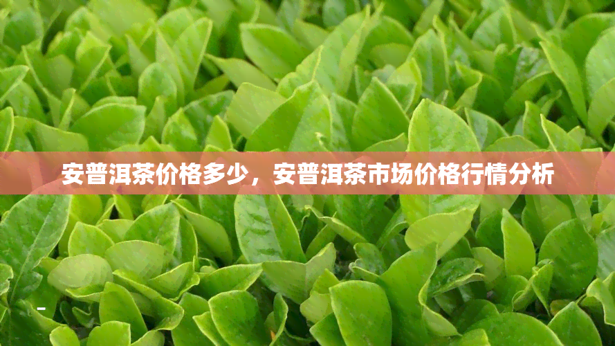 安普洱茶价格多少，安普洱茶市场价格行情分析