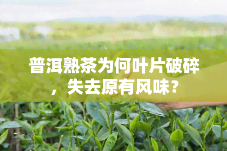 普洱熟茶为何叶片破碎，失去原有风味？