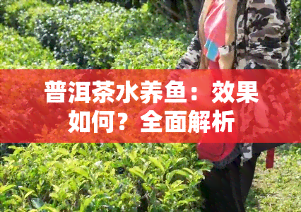 普洱茶水养：效果如何？全面解析