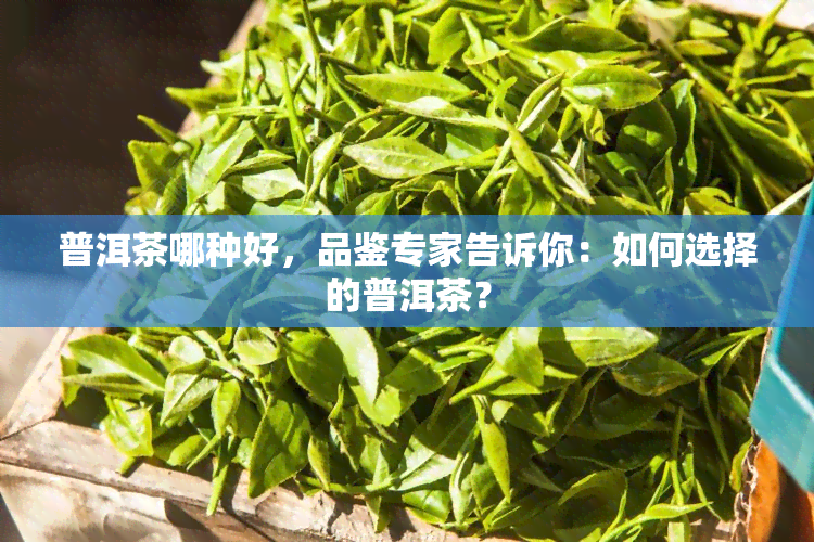 普洱茶哪种好，品鉴专家告诉你：如何选择的普洱茶？