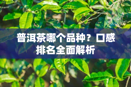 普洱茶哪个品种？口感排名全面解析