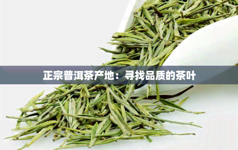 正宗普洱茶产地：寻找品质的茶叶