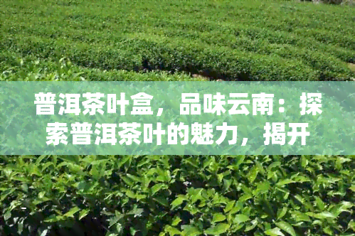 普洱茶叶盒，品味云南：探索普洱茶叶的魅力，揭开茶叶盒的神秘面纱