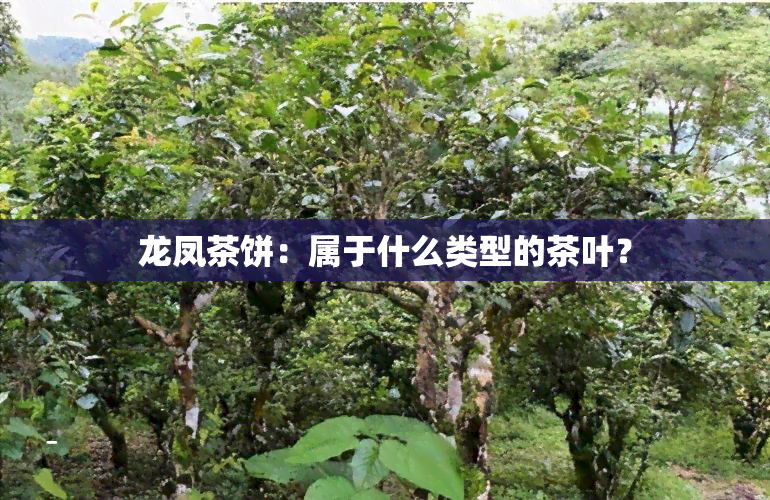 龙凤茶饼：属于什么类型的茶叶？