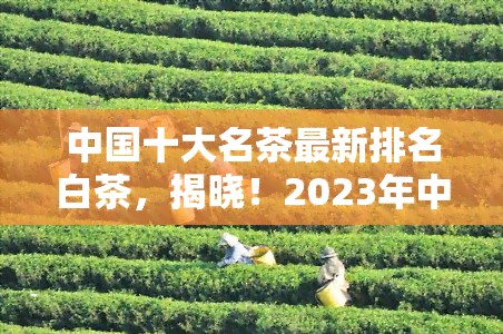 中国十大名茶最新排名白茶，揭晓！2023年中国十大名茶最新排名，白茶能否蝉联冠军？