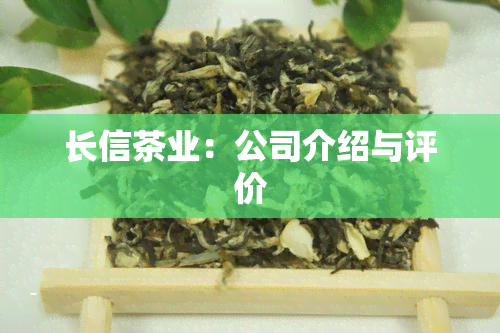 长信茶业：公司介绍与评价