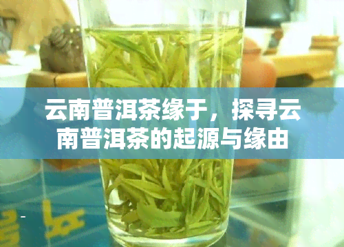 云南普洱茶缘于，探寻云南普洱茶的起源与缘由