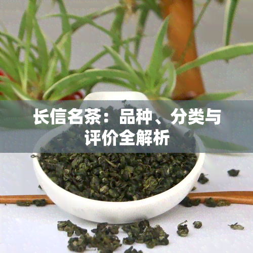 长信名茶：品种、分类与评价全解析