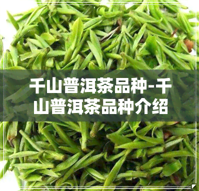 千山普洱茶品种-千山普洱茶品种介绍