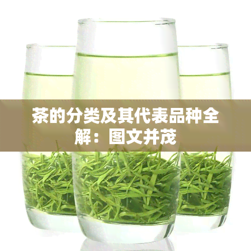 茶的分类及其代表品种全解：图文并茂