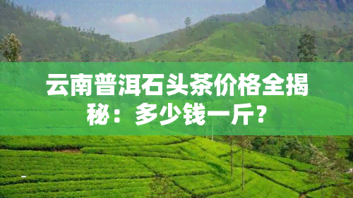 云南普洱石头茶价格全揭秘：多少钱一斤？