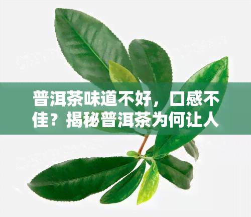 普洱茶味道不好，口感不佳？揭秘普洱茶为何让人觉得味道不好