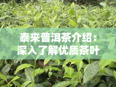 泰来普洱茶介绍：深入了解优质茶叶的魅力