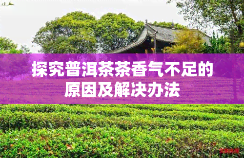 探究普洱茶茶香气不足的原因及解决办法