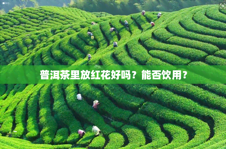 普洱茶里放红花好吗？能否饮用？