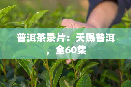 普洱茶录片：天赐普洱，全60集