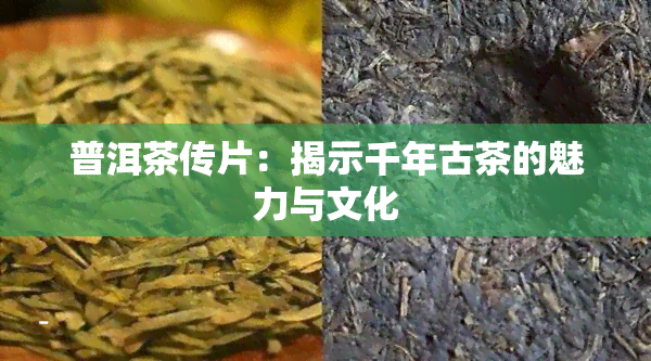 普洱茶传片：揭示千年古茶的魅力与文化