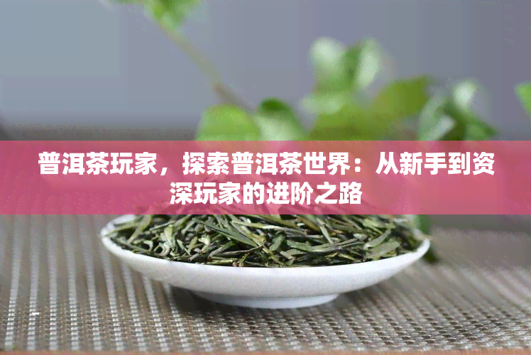 普洱茶玩家，探索普洱茶世界：从新手到资深玩家的进阶之路