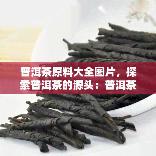 普洱茶原料大全图片，探索普洱茶的源头：普洱茶原料大全图片展示