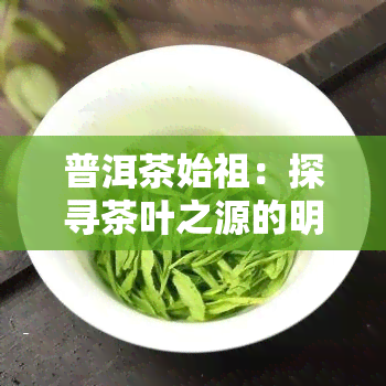 普洱茶始祖：探寻茶叶之源的明与祖先