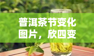 普洱茶节变化图片，欣四变换中的普洱茶美景：一幅独特的视觉宴