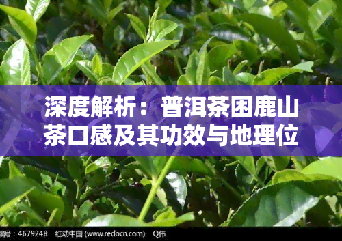 深度解析：普洱茶困鹿山茶口感及其功效与地理位置