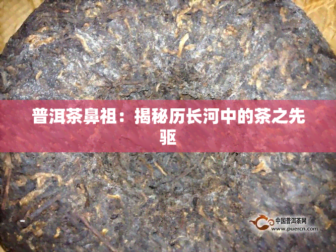 普洱茶鼻祖：揭秘历长河中的茶之先驱